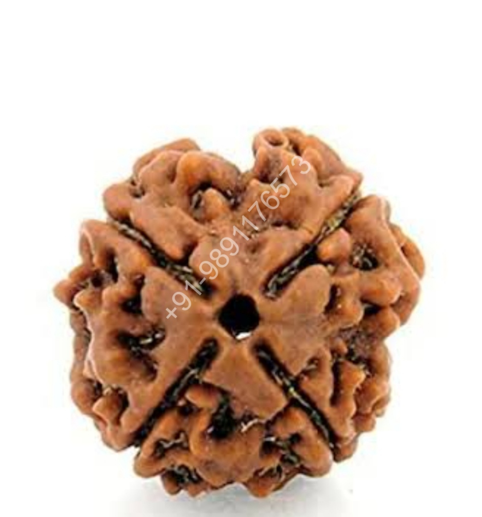 FOUR MUKHI FOUR FACE RUDRAKSH